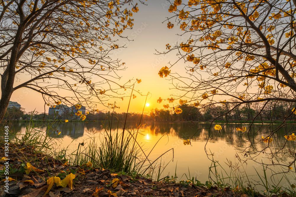 landscape view Beautiful blooming Yellow Golden Tabebuia Chrysotricha flowers with the park in spring day of the reservoir with cloudy blue sunset sky the forest summer naturel background.