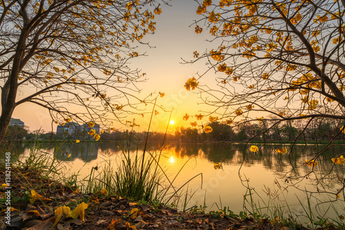Obraz na płótnie landscape view Beautiful blooming Yellow Golden Tabebuia Chrysotricha flowers with the park in spring day of the reservoir with cloudy blue sunset sky the forest summer naturel background. w salonie