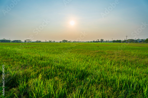 Obraz na płótnie Scenic view landscape of Rice field green grass with field cornfield or in Asia country agriculture harvest with fluffy clouds blue sky sunset evening background. w salonie
