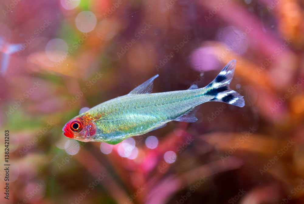 Hemigrammus bleheri in aquarium