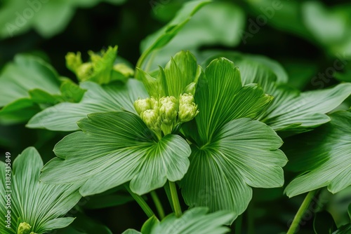 Japanese Pachysandra: Green Nature Background with Textured Carpet of Leaves