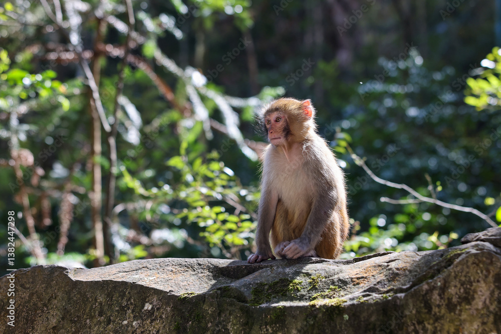 Fototapeta premium A wild macaque monkey in Zhangjiajie National Forest Park, Hunan, China