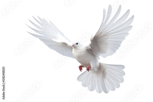 Obraz na płótnie White Dove PNG on transparent background w salonie