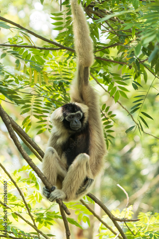Obraz premium monkey hanging on a tree branch.