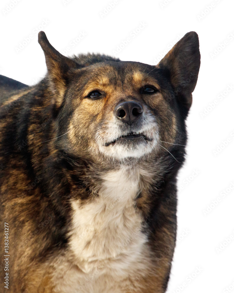 Obraz premium A dog with a black and brown coat and white fur