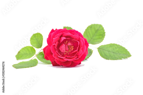 red dasi rose, Delicate pinkflower Pelargonium, garden geranium or zonal geranium Flowers
Peltatum Geranium. Decorative plants. found in flowr Sinta o perfume Das maís lindas flores 
