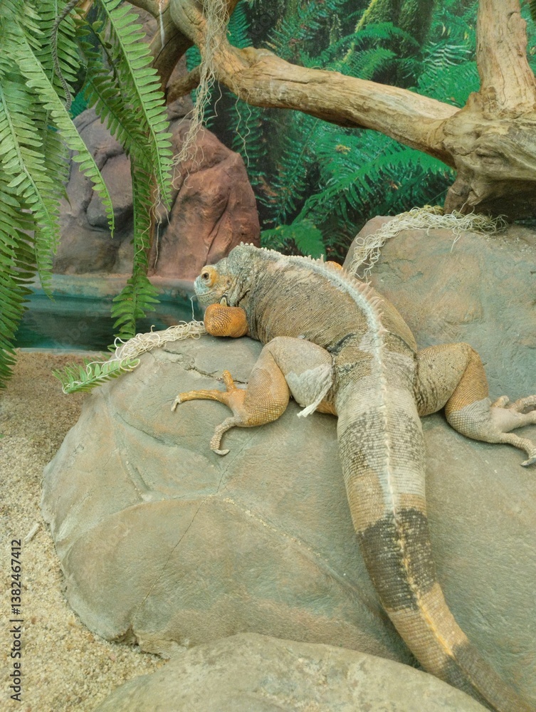Common green iguana, reptile, exotic animal, zoo