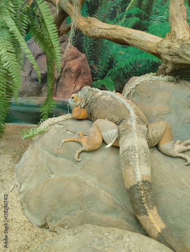 Obraz na płótnie Common green iguana, reptile, exotic animal, zoo w salonie