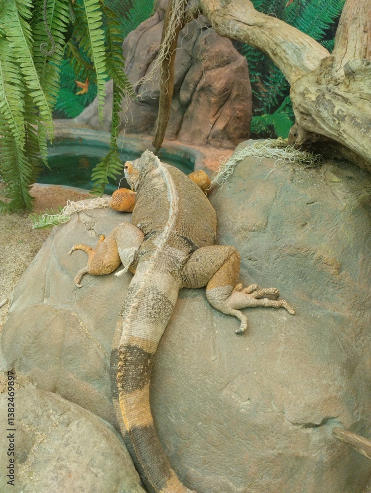 Common green iguana, reptile, exotic animal, zoo