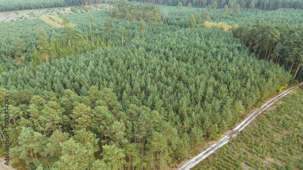 Expansive pine forest landscape in aerial shot