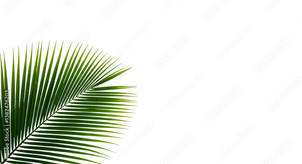 Fototapeta premium The Art of Coconut Fronds Isolated on a White or Transparent Background