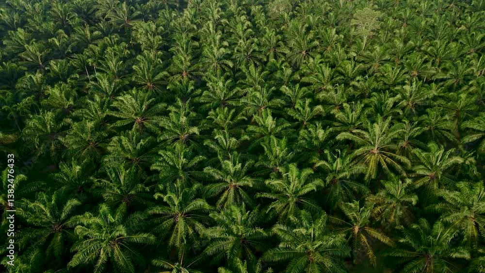 Vast fields of palm oil trees stretch across Thailands verdant countryside, showcasing natures beauty. Sunlight filters through the lush leaves, creating a tranquil atmosphere. Vast fields of palm oil trees stretch across Thailands verdant countryside, showcasing natures beauty. Sunlight filters through the lush leaves, creating a tranquil atmosphere.