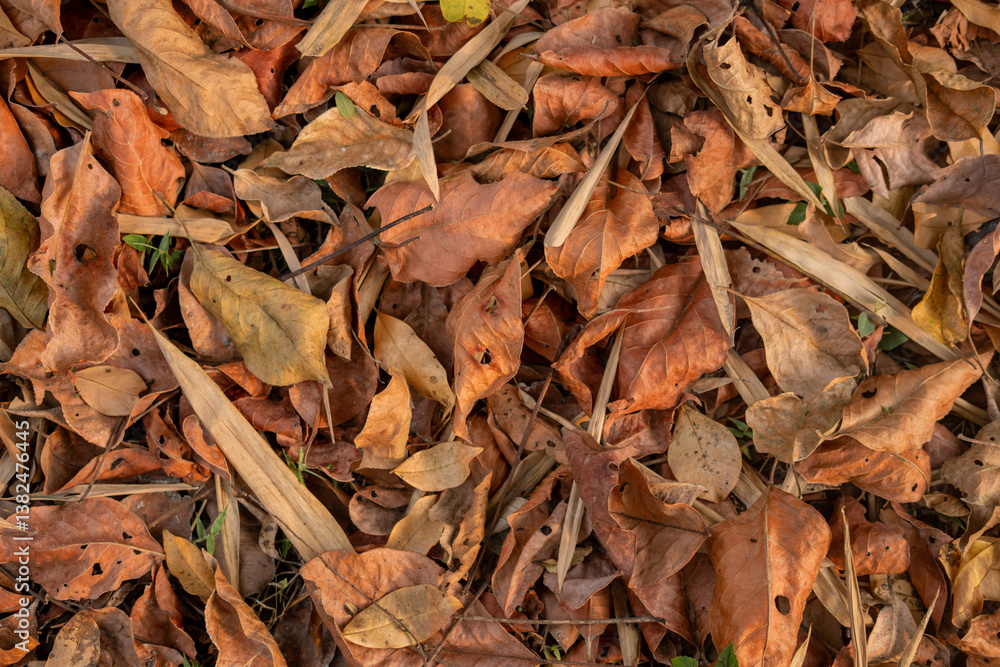 Dry leaves on the summer ground Dry leaves on the summer ground