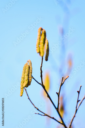 Obraz na płótnie Close-up of birch catkins spreading pollen in breeze w salonie