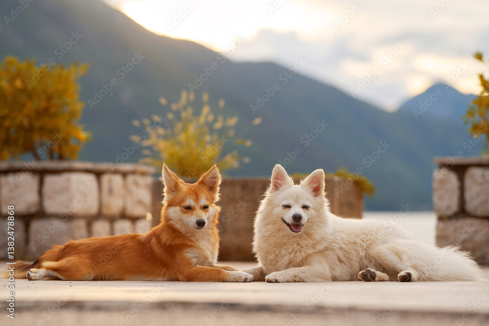 Fluffy dogs lounging near scenic mountains.