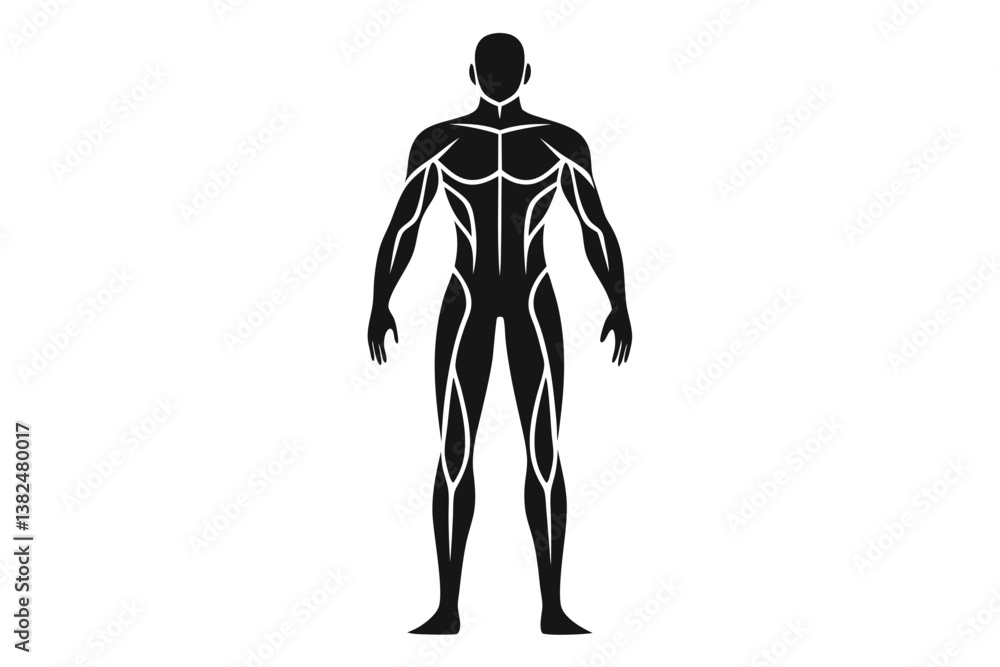 Fototapeta premium Human Anatomy Silhouette Black Figure Depicting Muscle Structure on White Background