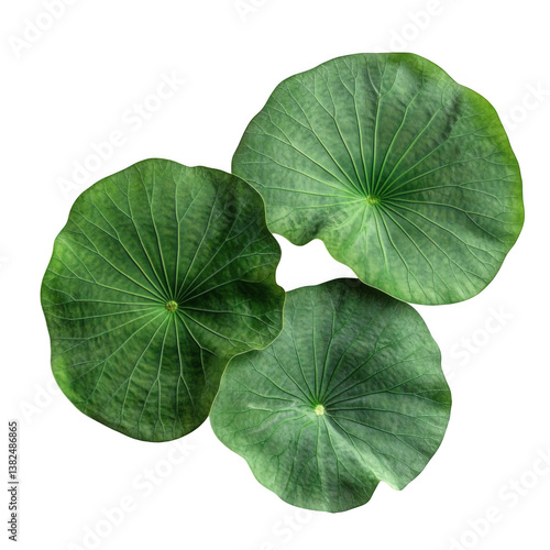 A top down view of three green lily pads overlapping each other on a solid black background studio shot