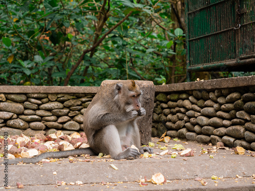 Long-Tailed Macaque Eating in Monkey Forest, Ubud, Bali