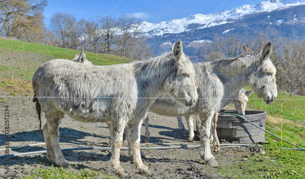 Fototapeta premium two white donkeys in a livestock in rural alpine mountain environment