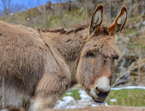 portrait of cute brown donkey  in rural alpine mountain