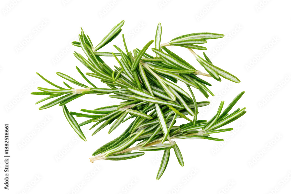 Fresh Rosemary Image on transparent background Fresh Rosemary Image on transparent background