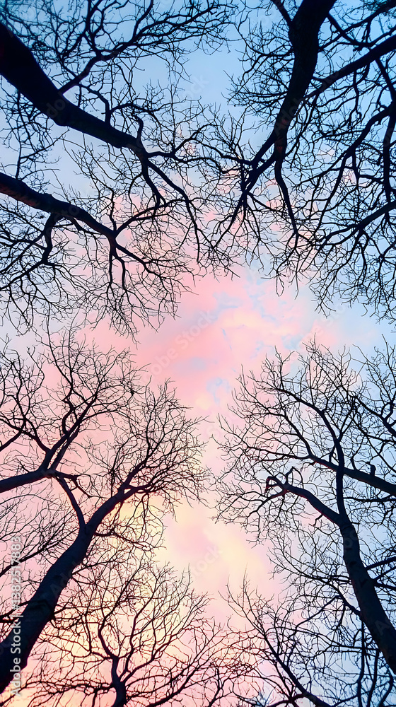 Pink and Blue Sunset Through Bare Tree Branches Pink and Blue Sunset Through Bare Tree Branches