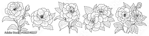 Set of Camelia flower line art drawing. Hand drawn black ink sketch. Modern design for tattoo, wedding invitation, logo, cards, packaging. Vector outline illustration on white background.