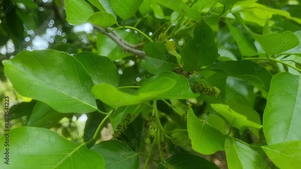Young green leaves of karanja plant swaying with wind. Pongam leaves used in decoration to make garland or festoon Young green leaves of karanja plant swaying with wind. Pongam leaves used in decoration to make garland or festoon