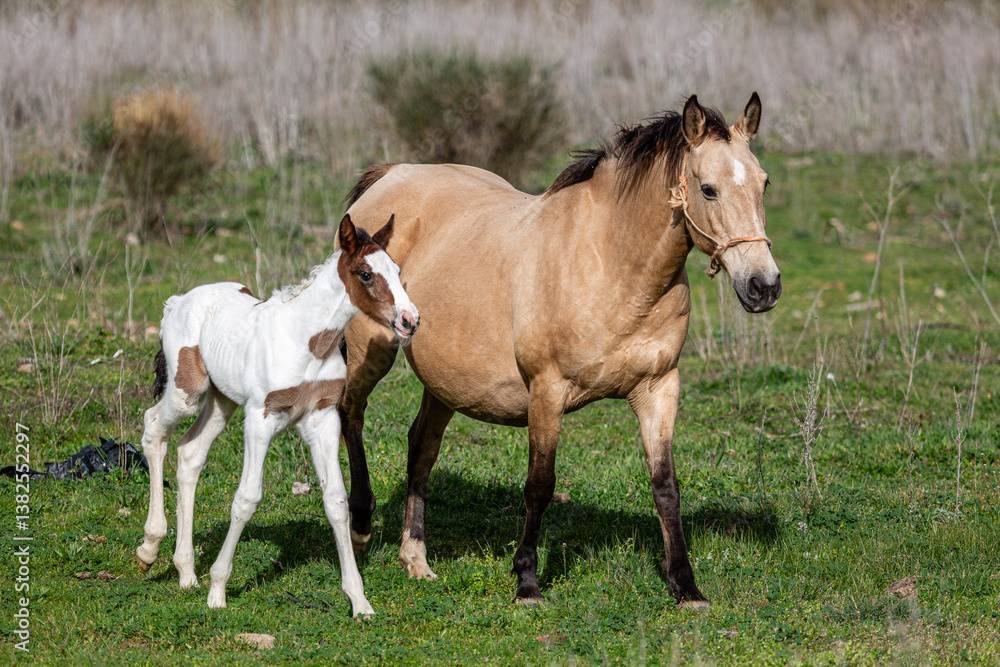 Horses. A light brown mare walking with her white, brown-spotted foal. Horses. A light brown mare walking with her white, brown-spotted foal.