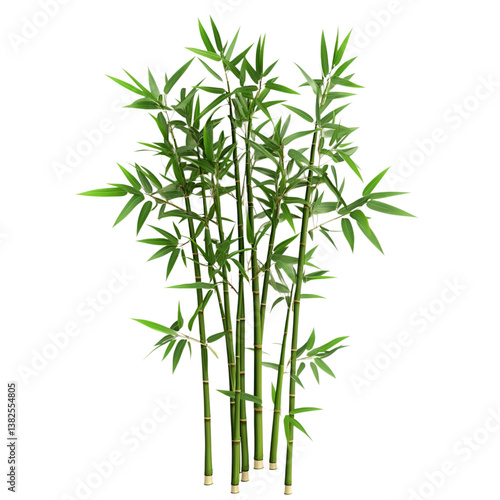 chinese bamboo isolated on transparent background