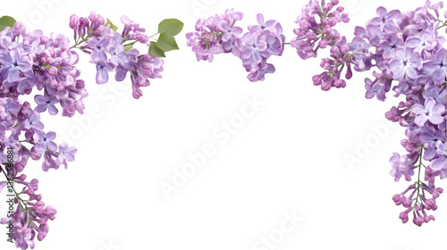 Delicate lilac flowers as a frame border isolated on transparent background
