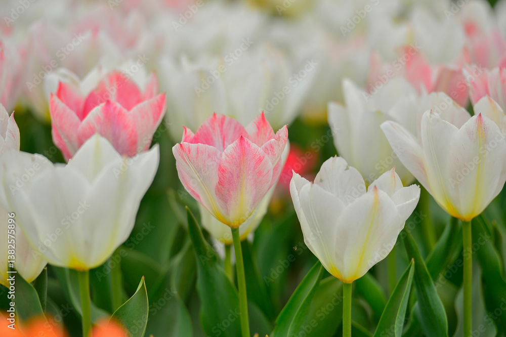Spring blooming tulip field. Flowers tulips, Spring floral background. Spring blooming tulip field. Flowers tulips, Spring floral background.