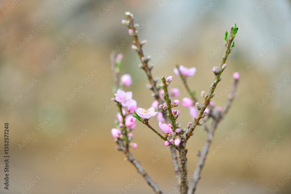 In full bloom in the peach blossom In full bloom in the peach blossom