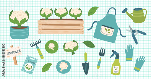 Cauliflower cliparts isolated on checkered background. Gardening concept. Cauliflower and equipment for planting vegetables. Vector hand drawn illustration.