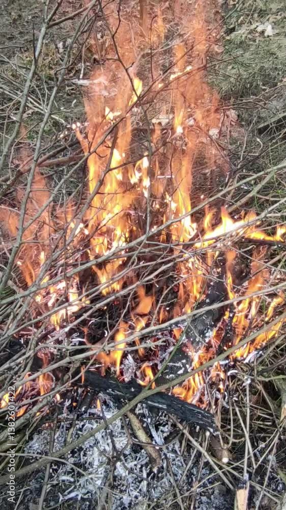 A roaring fire burns through dry twigs and grass, sending bright flames into the sky A roaring fire burns through dry twigs and grass, sending bright flames into the sky