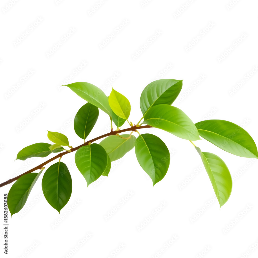 Branch with fresh green Zamioculcas zamiifolia leaves on white background Branch with fresh green Zamioculcas zamiifolia leaves on white background