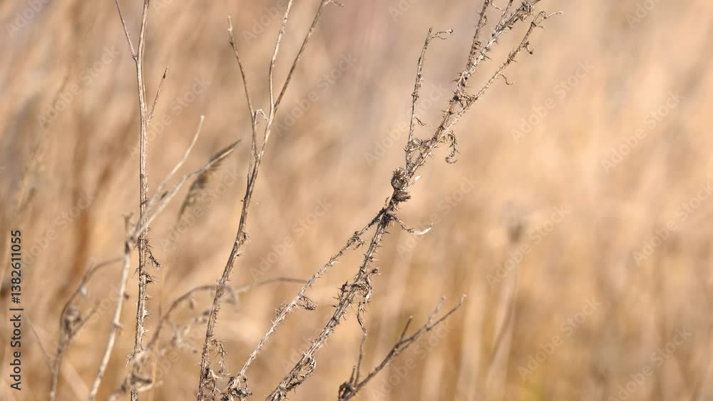 Close up of golden reed swaying in the wind during golden hour sunset Close up of golden reed swaying in the wind during golden hour sunset