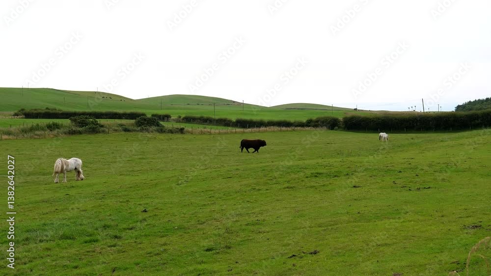 Pasture on hill. Panning from long hair horses to black and white cows, establishing shot, South Scotland. Pasture on hill. Panning from long hair horses to black and white cows, establishing shot, South Scotland.