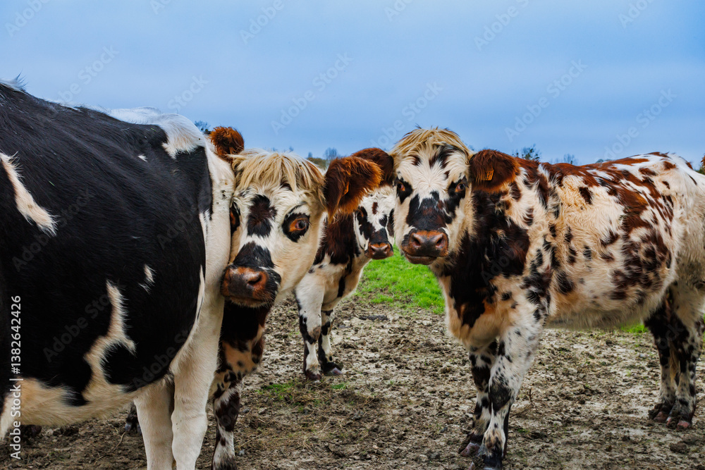 Group of cows stands together in autumn field, Normandy, France