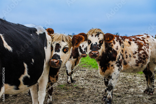 Obraz na płótnie Group of cows stands together in autumn field, Normandy, France w salonie