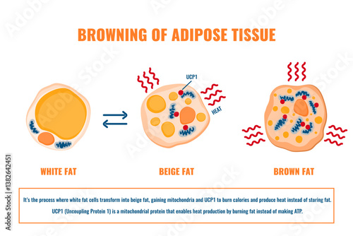 Adipose tissue browning process showing white, brown and beige fat cells involved in thermogenesis, lipolysis and energy storage. Medical vector illustration for obesity, diabetes, metabolism research