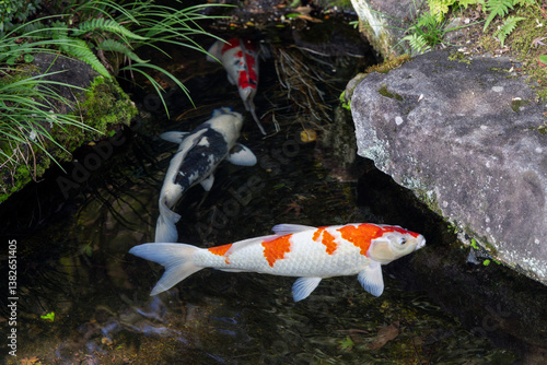 Colorful koi fish swim in a clear pond surrounded by moss-covered rocks and green plants with sunlight reflecting on the water creating a peaceful and natural atmosphere