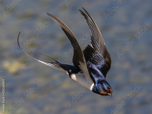 Barn swallow is feeding chick