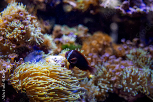 clownfish swimming near sea anemones and corals in an aquarium