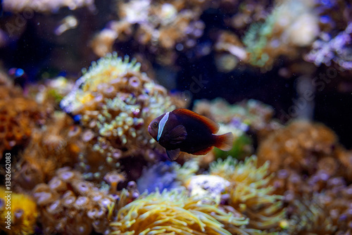 clownfish swimming in front of soft coral and yellow sea anemone