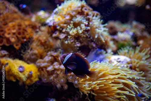 clownfish among colorful corals and anemones in a reef aquarium
