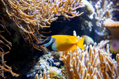 yellow tang fish