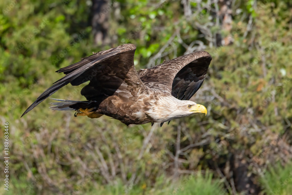 Fototapeta premium white-tailed eagle