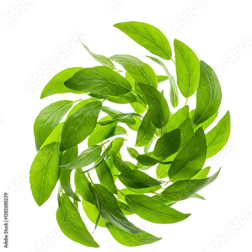 Wallpaper Mural Detailed leaves cut out on transparent background (PNG). Perfect for ads, nature designs, or creative projects. High-quality images with realistic textures for versatile graphic use. Torontodigital.ca