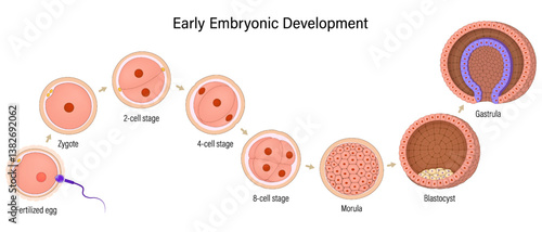 Early human embryonic development in animals. Fertilization, Zygote, 2-cell, 4-cell, 8-cell, Morula, Blastocyst and Gastrula. Reproduction and Development.